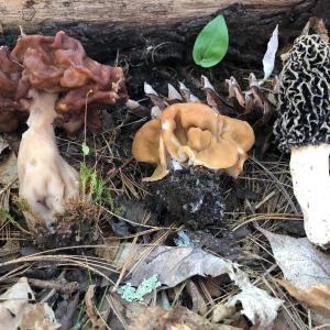 Wild mushrooms. Greg Marley photo