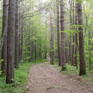 A wooded trail at Dodge Point in Newcastle. Courtesy of Coastal Rivers