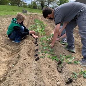 Students from Great Salt Bay Community School plant peas in the student garden at Coastal Rivers Round Top Farm. Courtesy of Coastal Rivers