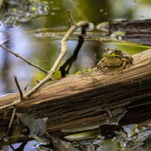 Join KELT to welcome Professor Aram Calhoun from the University of Maine to learn about Maine’s vernal pools on May 20 at 6 p.m. Registration is required for this virtual lecture. Visit kennebecestuary.org to sign up. Courtesy of Rob Schultz, Resonant Photography