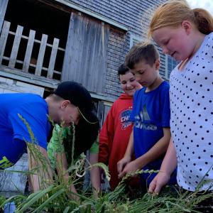 From left, Aiden Roberts Haven, Lamarnio Small, Paul Lambert and Delaney Withers look over a wheelbarrow full of weeds the group pulled at Morris Farm June 28. SUSAN JOHNS/Wiscasset Newspaper