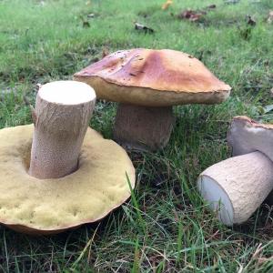 Bolete mushrooms. Grey Marley photo
