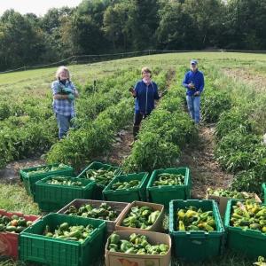 Twin Villages Foodbank Farm volunteers help harvest a bounty of sweet peppers for donation to Lincoln County food pantries. Courtesy photo