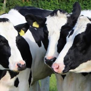 Dairy cows. Courtesy of University of Maine Cooperative Extension
