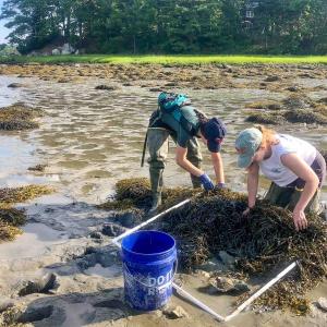 Local high school students can get hands-on research experience studying shellfish species and their predators in the Damariscotta River this summer in collaboration with the Darling Marine Center. Sarah Risley photo
