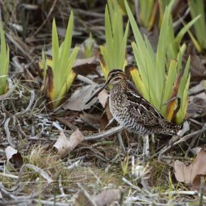 #bird-column, #Boothbay-Register, #jeff-and-allison-wells, #birds, #snipe-hunt, #Maine, #Wilson’s-snipe