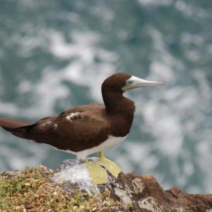#bird-column, #boobies, #gannets, #boothbay-register, #jeff-and-allison-wells, #birds, #maine