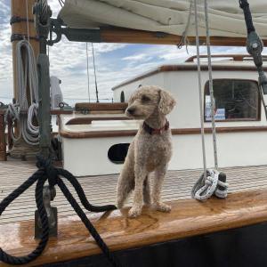 Leilani the poodle checks out the Wiscasset waterfront Aug. 19 from her home, the 1939, Wiscasset-built schooner When and If, as it arrives in Wiscasset Aug. 19 for the inaugural Schoonerfest. SUSAN JOHNS/Wiscasset Newspaper