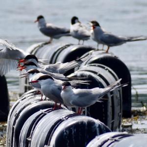 Common terns guarding the oyster farm in the Darmiscotta River. Stephanie Morrison photo