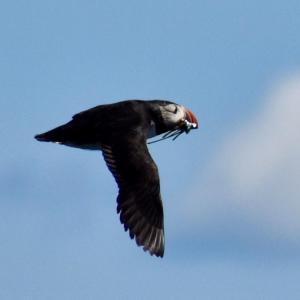A puffin in flight. Stephanie Morrison photo