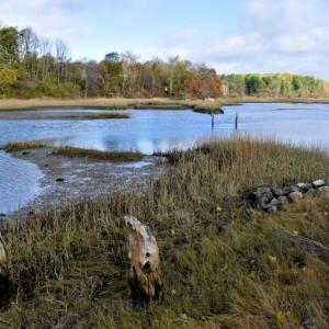 Looking toward Federal Street from the western shore of Cow Island. The piling shows the path of the former narrow gauge railroad. PHIL DI VECE/Wiscasset Newspaper