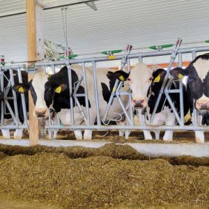 Cows at the Miner Institute in New York eat a mixed feed, balanced to meet their dietary needs. A new $10 million grant from the USDA, led by Nichole Price with Bigelow Laboratory and Colby College, will fund research into developing new algal-based supplements that could be added to feed to improve milk production and environmental sustainability. Photo by William H. Miner Agricultural Research Institute