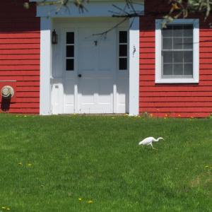 #bird-column, #a-bird’s-tale, #boothbay-register, #jeff-and-allison-wells, #birds, #maine