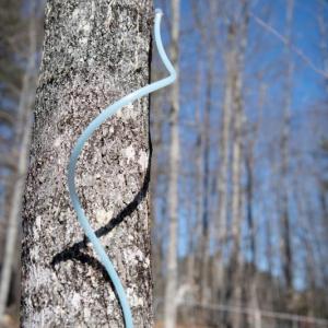 Maple sap collection. Courtesy of University of Maine Cooperative Extension.