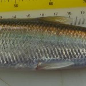 KELT is pleased to welcome Dr. Danielle Frechette, biologist at the Maine DMR, to speak about the colorful lives of rainbow smelt on Thursday, Feb. 3 at 6 p.m. over Zoom. Registration required. Courtesy of NOAA