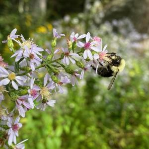 Participants will be able to choose from several varieties of seeds for both sunny and shady conditions, including asters, milkweed, bee balm, Bowman’s root, and red columbine. Courtesy of Coastal Rivers