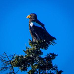 Sea-eagle at Spruce Point, Boothbay Harbor Jan. 16. Mike Talon (Old Town) photo