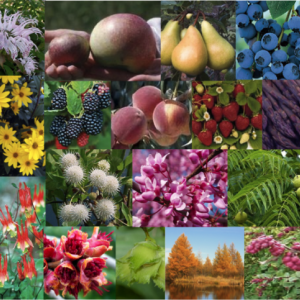 Knox-Lincoln Soil & Water Conservation District’s 2022 Spring Plant Sale has begun. Courtesy photo