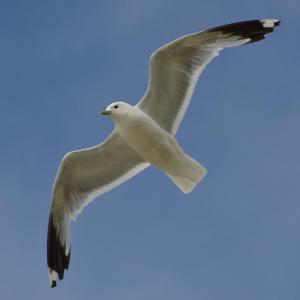 #bird-column, #gulls, #sea-eagle, #jeff-and-allison-wells, #Boothbay-register, #birds, #maine, #commongull
