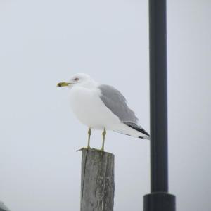 #bird-column, #gulls, #sea-eagle, #jeff-and-allison-wells, #Boothbay-register, #birds, #maine