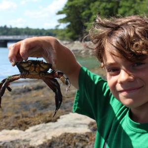 A Camp Mummichog camper demonstrates the safest way to pick up a green crab. Courtesy of Coastal Rivers
