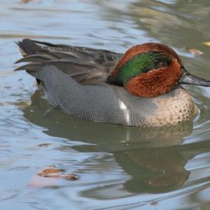 #bird-column, #birds, #boothbay-register, #Jeff-and-Allison-Wells, #maine, #green-winged-teal