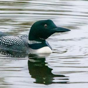 Common loons are returning to their summer nesting sites on area lakes and ponds. Loons and other waterfowl may be spotted during Coastal Rivers’ guided hike on April 15. Courtesy of Walt Barrows