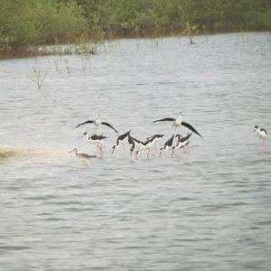 #bird-column, #birds, #boothbay-register, #Jeff-and-Allison-Wells, #maine, 
