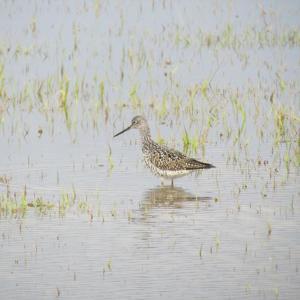 #bird-column, #birds, #boothbay-register, #Jeff-and-Allison-Wells, #maine, #greater-yellowlegs
