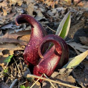 Skunk cabbage is one of the earliest plants to bloom in midcoast Maine. Naturalist Sarah Gladu will be looking for these and other signs of spring during a guided hike on March 12.