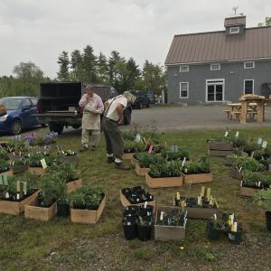 Peter and Julie Beckford set up the native plant sale. Courtesy of Midcoast Conservancy
