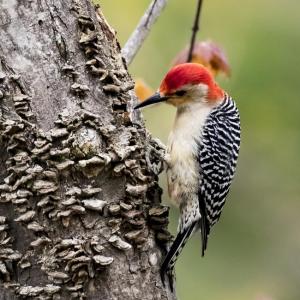 Red-bellied woodpecker. Marc Ouellette photo