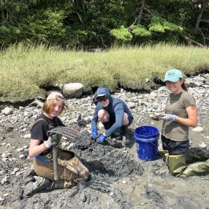 Lincoln Academy students, from left, Alicia Flis, Henry Maddox and Mira Hartmann survey the mudflats to study shellfish populations in the upper river. Sarah Risley photo