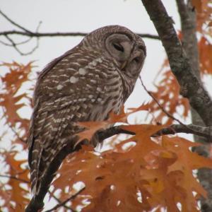 #bird-column, #jeff-and-allison-wells, #birds, #maine, #boothbay-register, #owls
