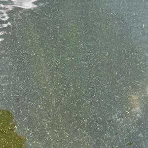 Cyanobacteria aggregates photographed near Damariscotta Mills June 6. Courtesy photo