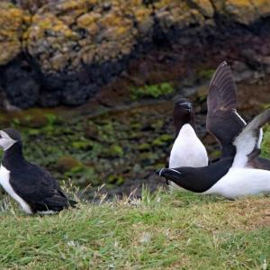 #bird-column, #boothbay-register, #jeff-and-allison-wells, #birds, #maine, #razorbill