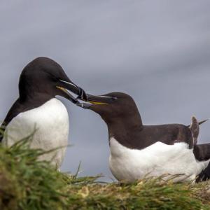 #bird-column, #boothbay-register, #jeff-and-allison-wells, #birds, #maine, #razorbill