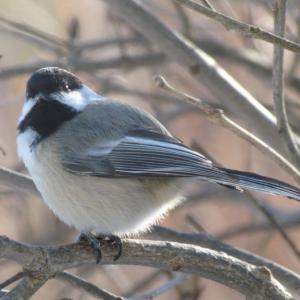 #bird-column, #jeff-and-allison-wells, #birds, #maine, #boothbay-register