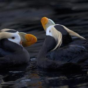 #bird-column, #jeff-and-allison-wells, #birds, #tufted-puffin, #boothbay-register, #maine
