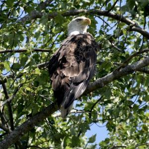 An eagle pauses on Wiscasset’s Langdon Road July 20. PHIL DI VECE/Wiscasset Newspaper