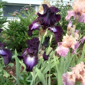 Come get your irises at the Egdecomb Community Church on Saturday, Aug. 6 from 9 a.m. to noon. Courtesy photo
