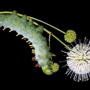 Gravity. Cecropia (hyalophora cecropia). Sam Jaffe photo