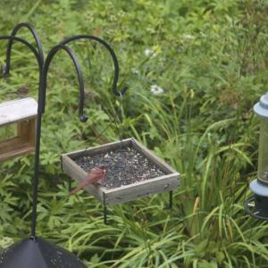 #bald-birds, #bird-column, #birds, #Jeff and Allison Wells, #Boothbay-Register