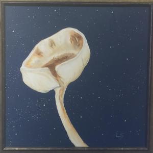 Lynne Seitzer