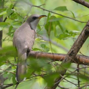 #bird-column, #cuckoos, #boothbay register, #jeff-and-allison-wells, #birds