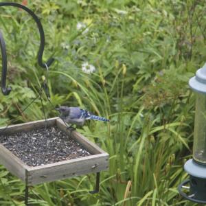 #bald-birds, #bird-column, #birds, #Jeff and Allison Wells, #Boothbay-Register