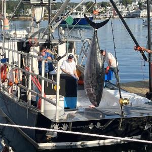 This 609.5 fish was landed by Captain Mike Myers of the F/V Alaina & Olivia on the first day of the 2022 Boothbay Harbor Tuna Challenge. Courtesy of Lincoln County Television