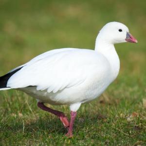 #bird-column, #Jeff and Allison Wells, #Boothbay Register, #Maine, #ross’s goose, #birds