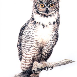 “Sophia,” mascot of Skidompha’s Secondhand Book Shop. Courtesy photo
