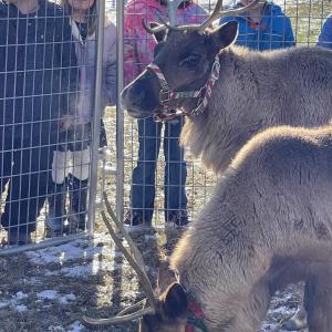 Students from Katie Smith’s class visit with the reindeer. Katie Smith photo